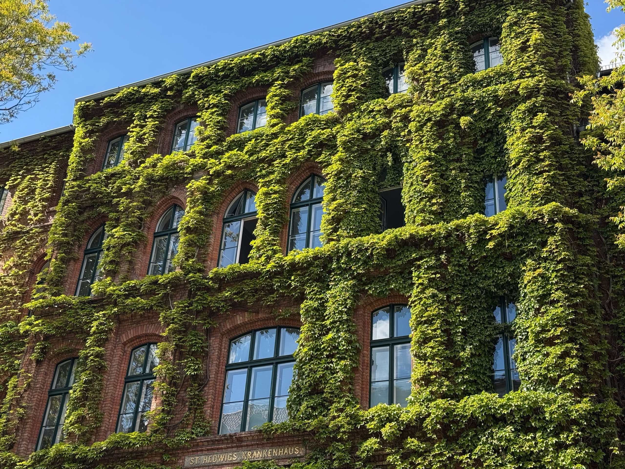 Ivy covering the brick facade and arched windows of a building.