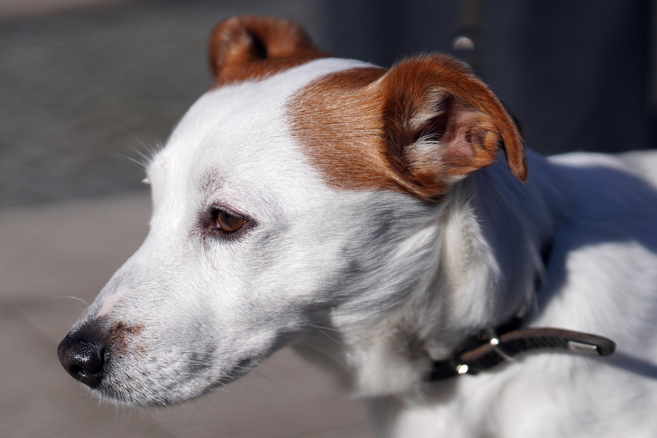 A Jack Russell in profile, lit by low sun.
