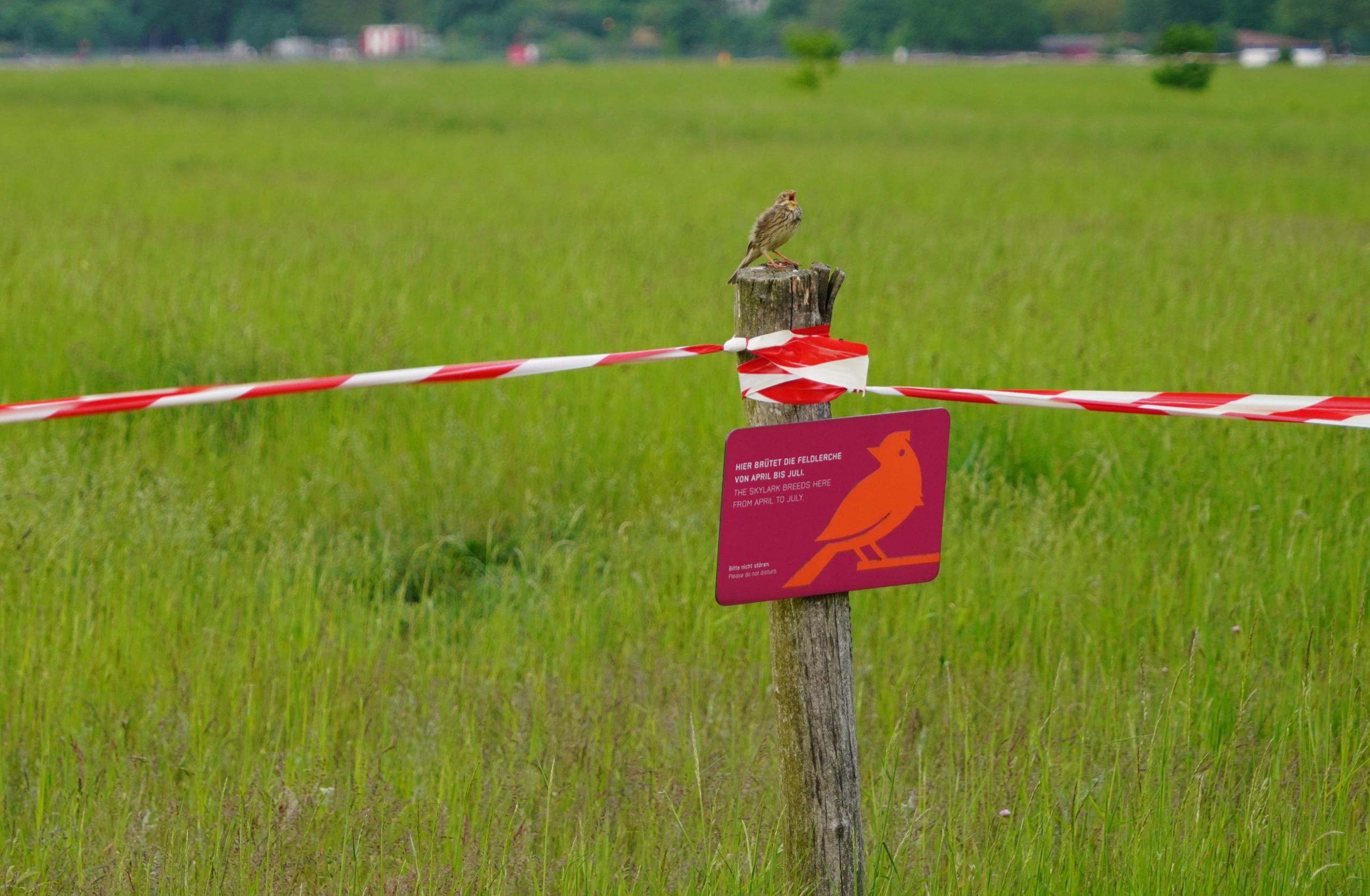 A small bird perched on a wooden post above a bird protection sign, with red and white tape stretching across a green meadow.