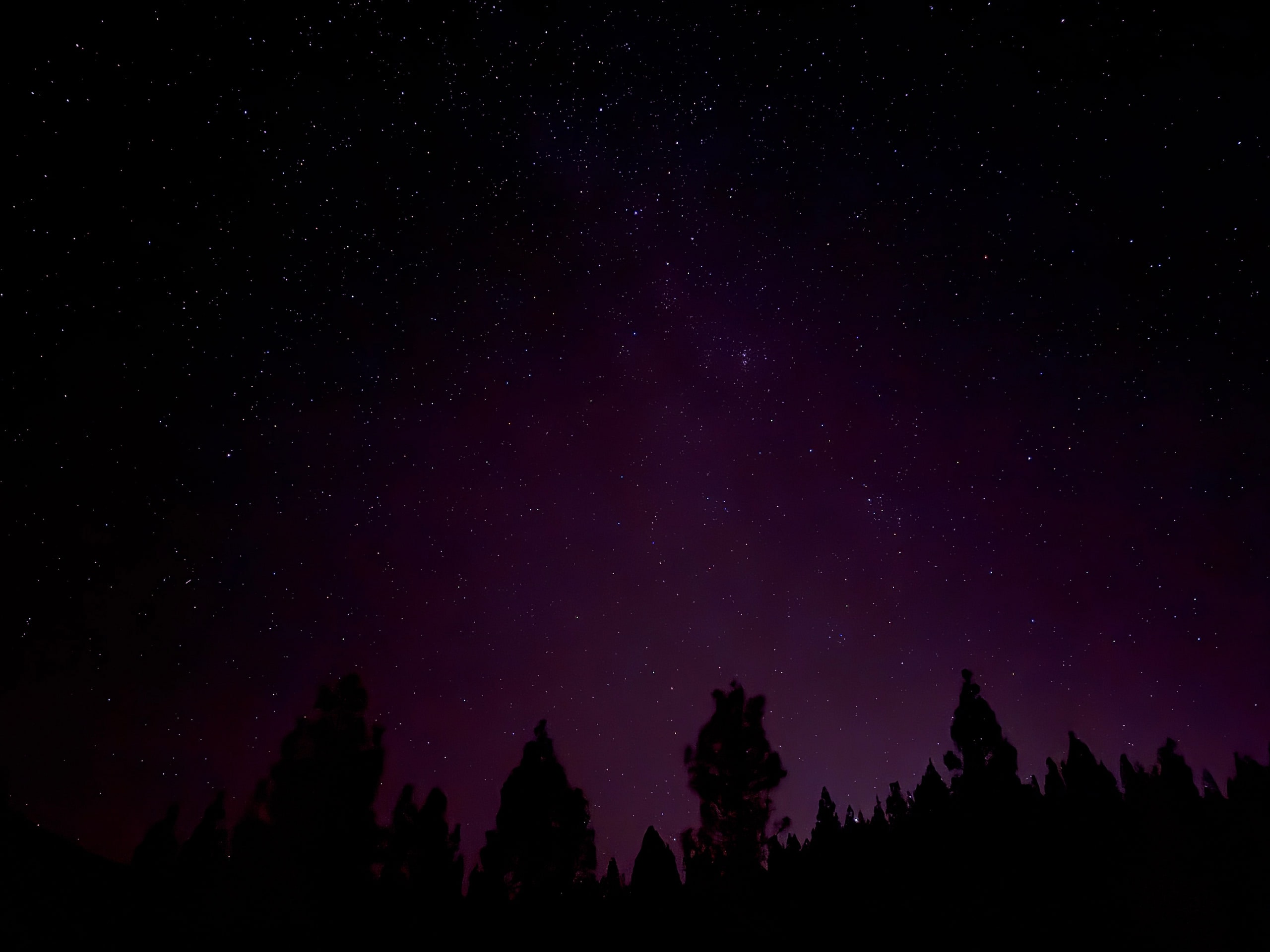 Stars and the Milky Way above a silhouetted pine forest.