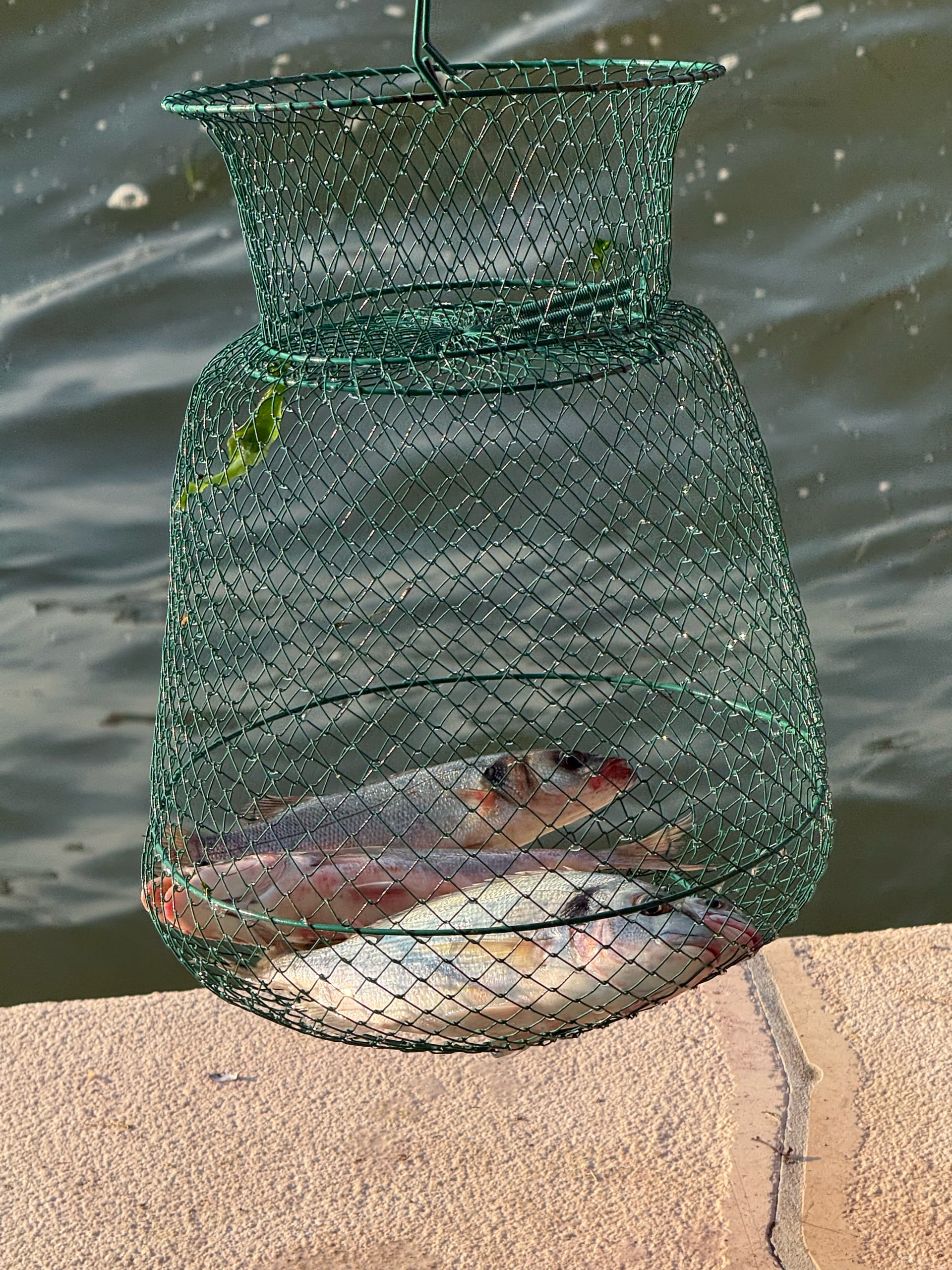 A keepnet of the afternoon's catch hanging above the water.