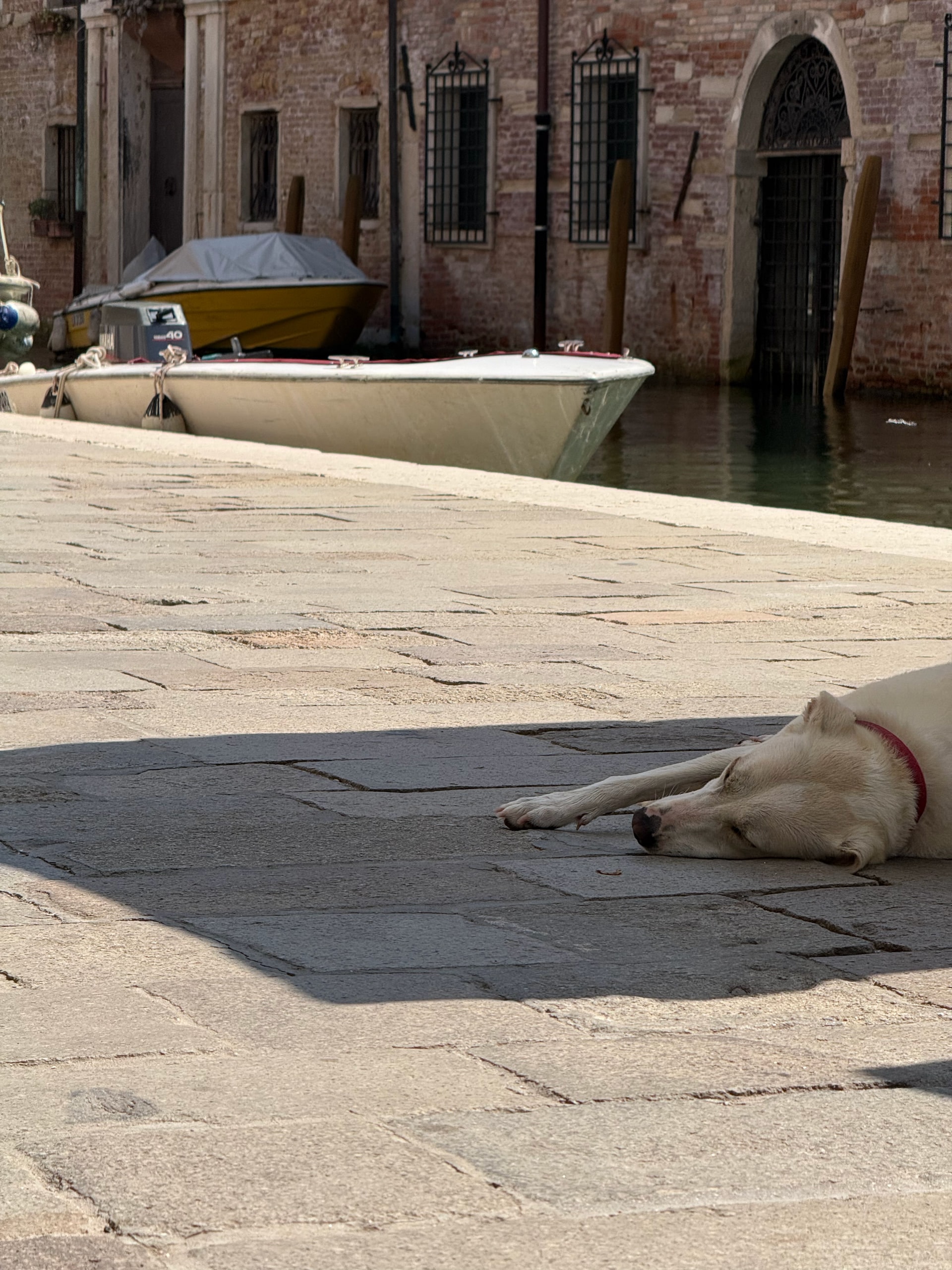 A white dog resting in the shade of a stone square beside a cafe awning.