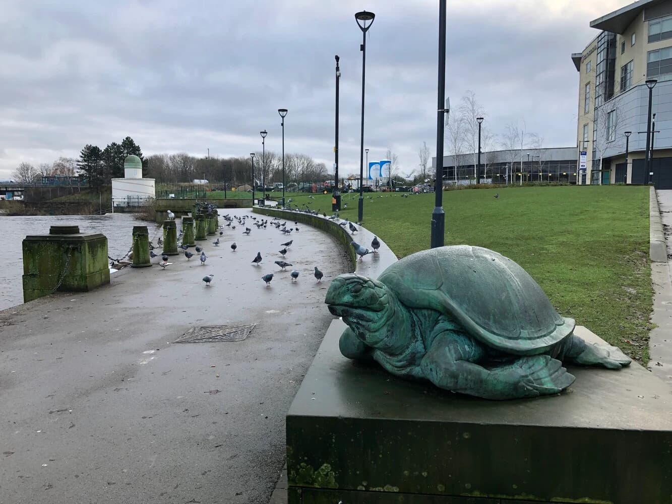 How I made a turtle photogrammetry and created a scene with it — project image